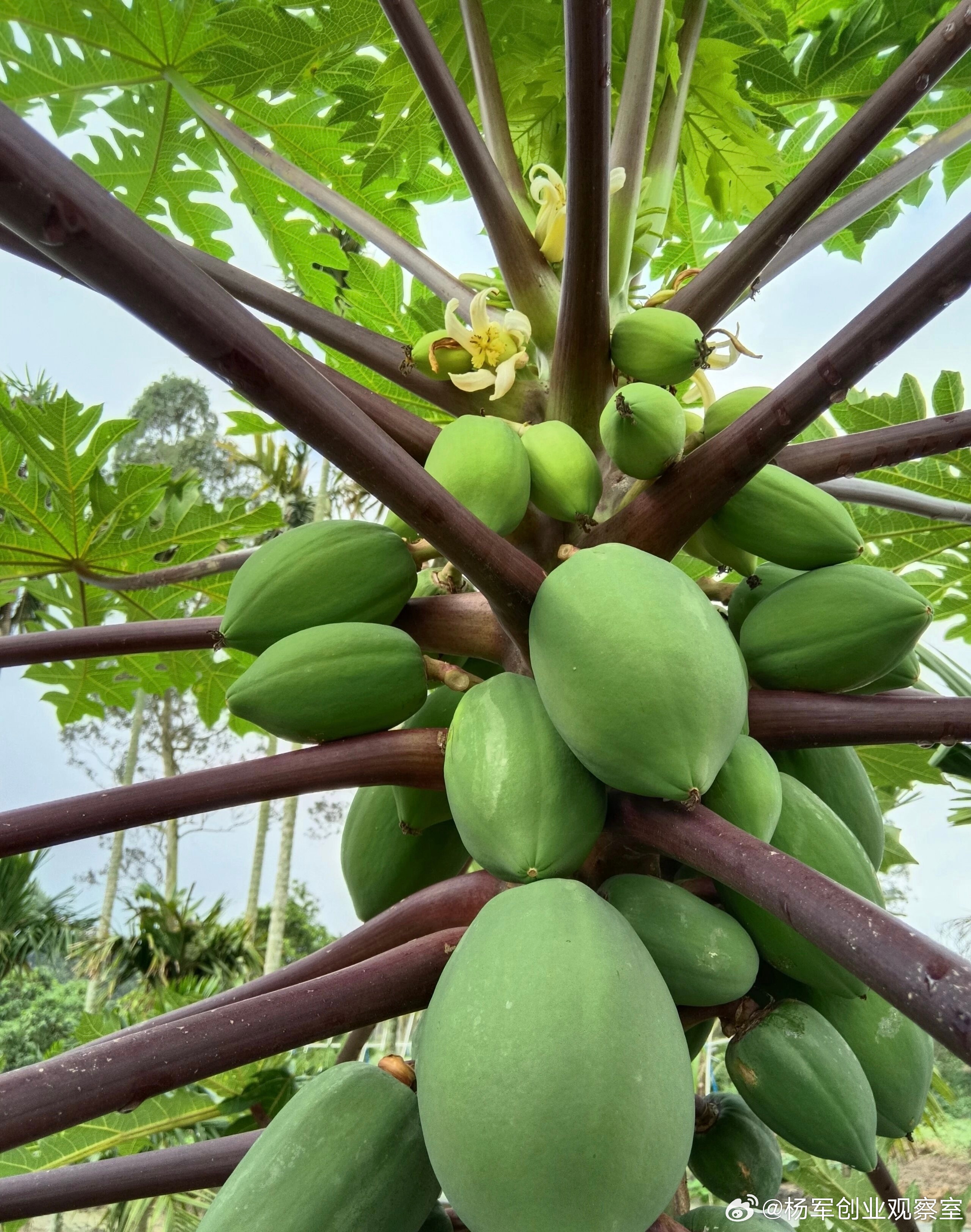 路演只有几分钟，说清复杂项目很难，不能说假话可是有些真话，直说了又容易引发误读，
