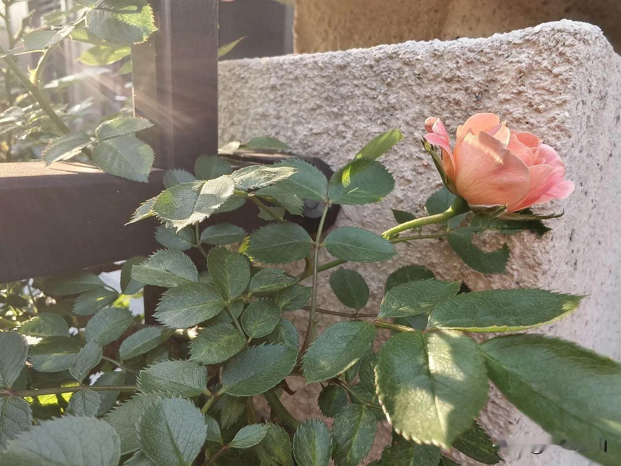 我表妹，多傲娇的人呀，现在是哑巴吃黄连，有苦说不出。

表妹从小就是个有福气的人