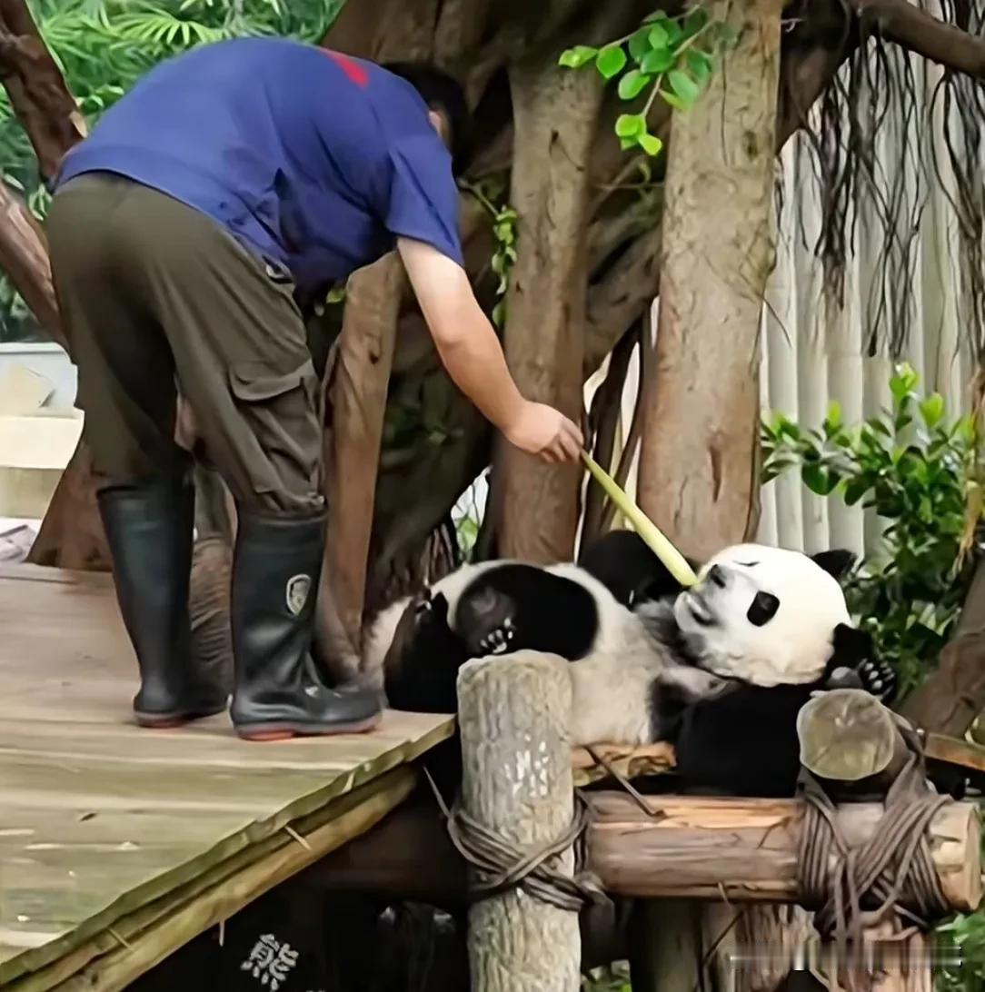 墩墩外公真调皮，三妹儿躺木架上休息，他拿了一根剥好的嫩笋来递到三妹嘴边，三妹刚要