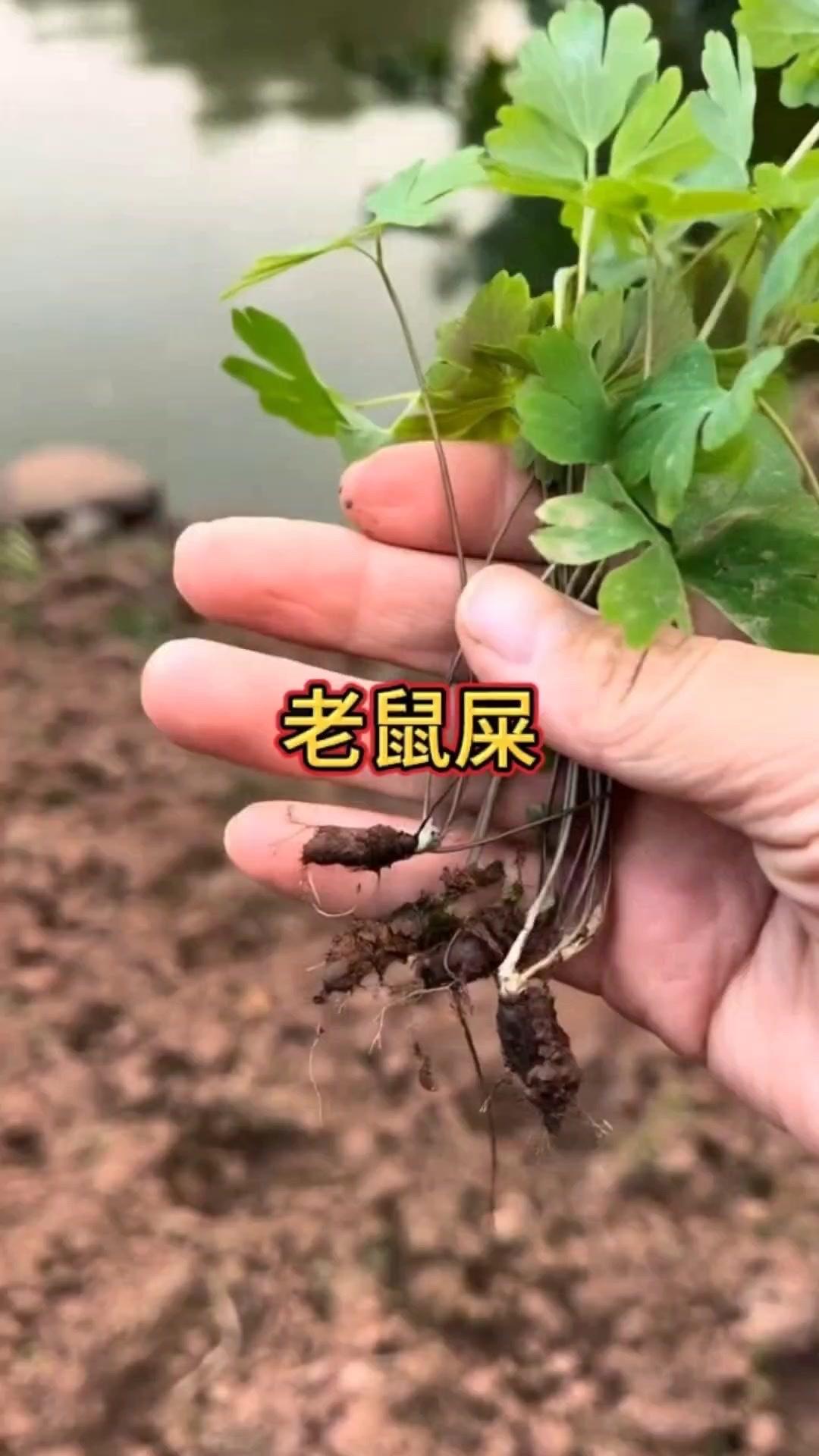 千年老鼠屎：山野里的“地下宝贝”🌿野外偶遇这种植物别错过！地下根块人称千年老鼠