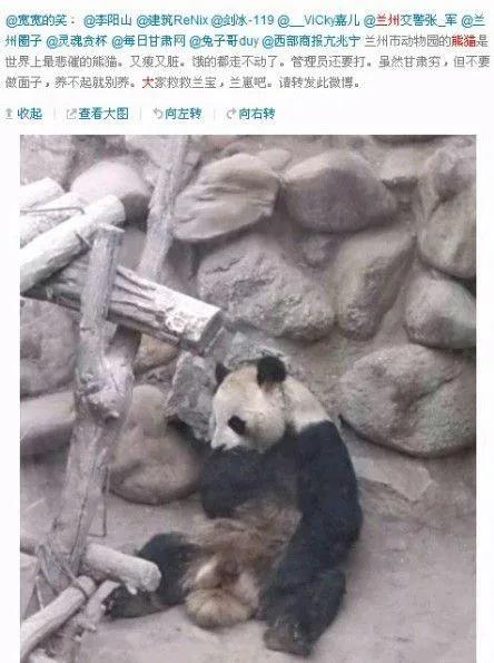 近期，“大熊猫被虐待”的谣言在网络上闹得沸沸扬扬。一些所谓“猫粉大V”，像网名“