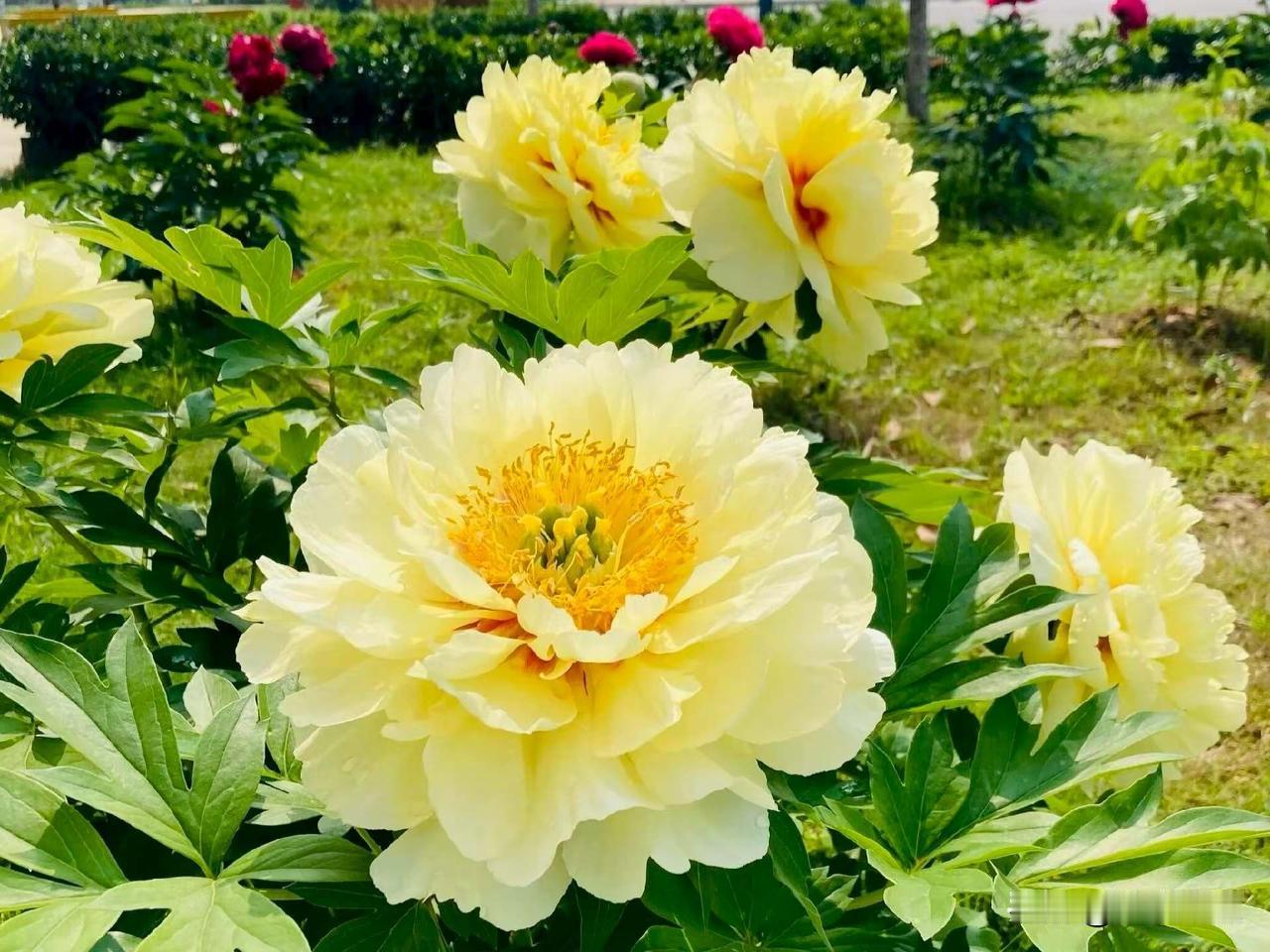 【小对联】
上：钗头凤；
下：……？