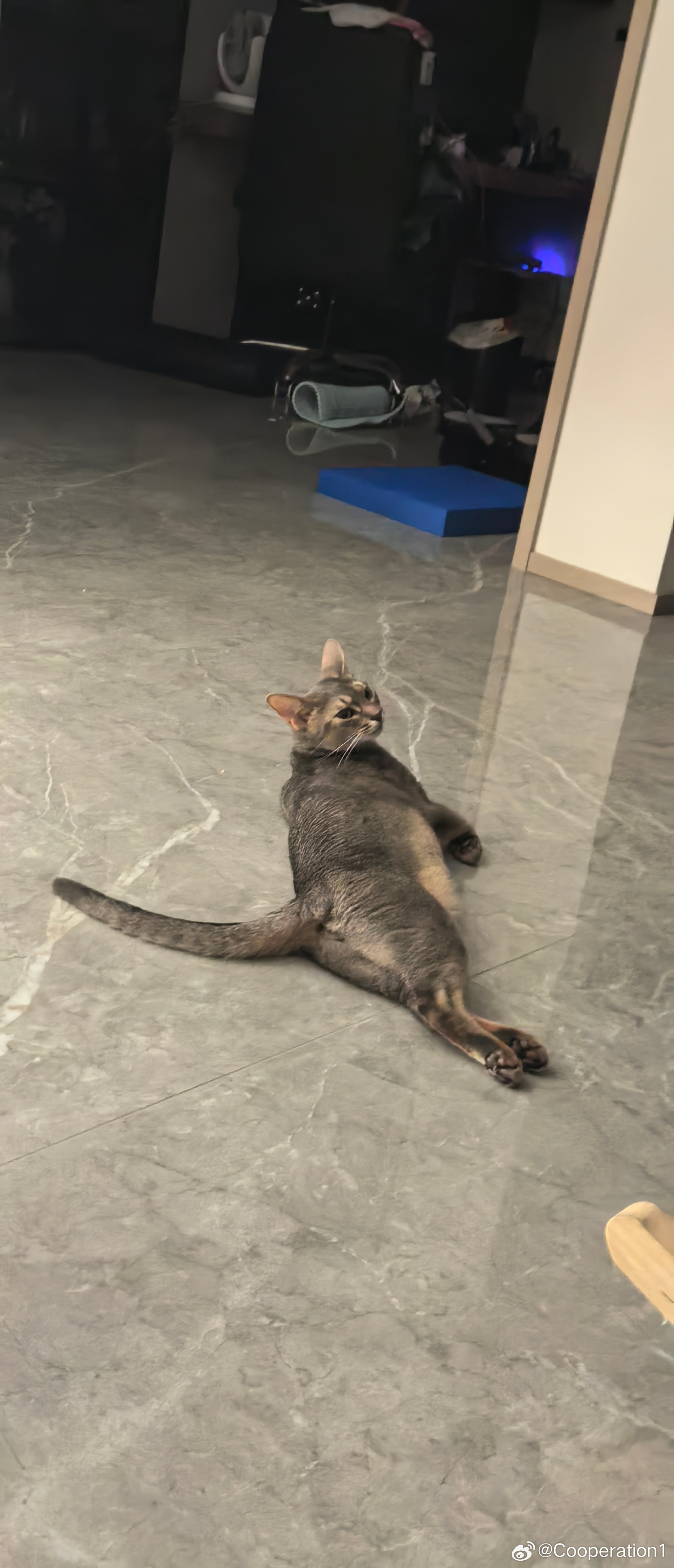 我嘞个骚猫 