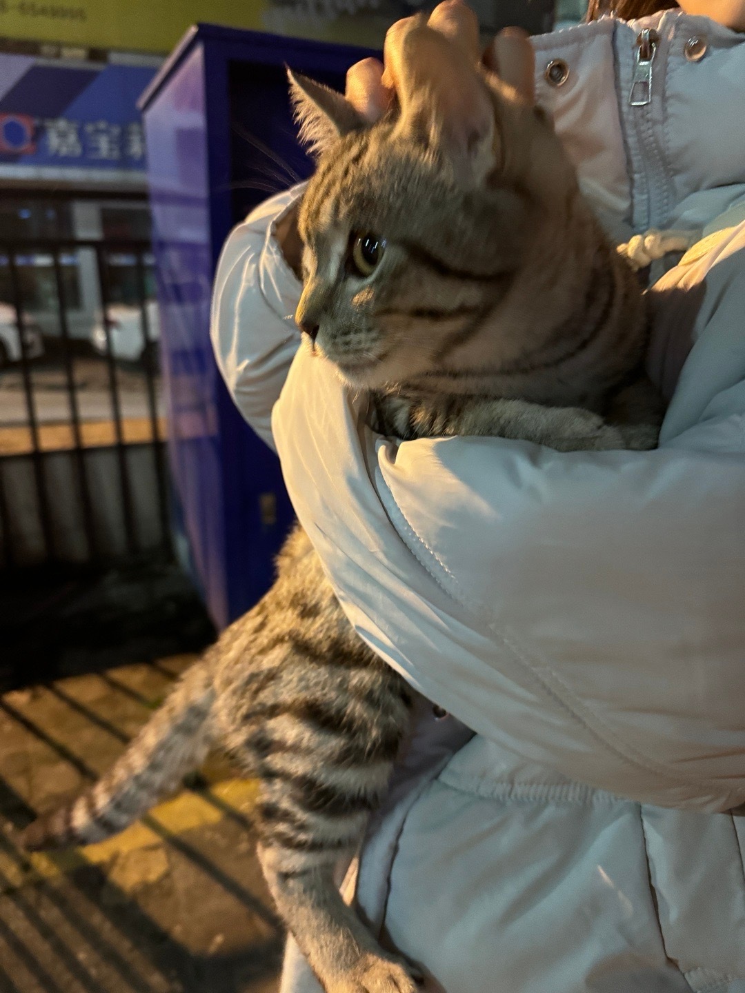 今天路边遇到一只长得特别好看的小猫咪，像申小豹，准备手慢无的时候它主人来了[爱你