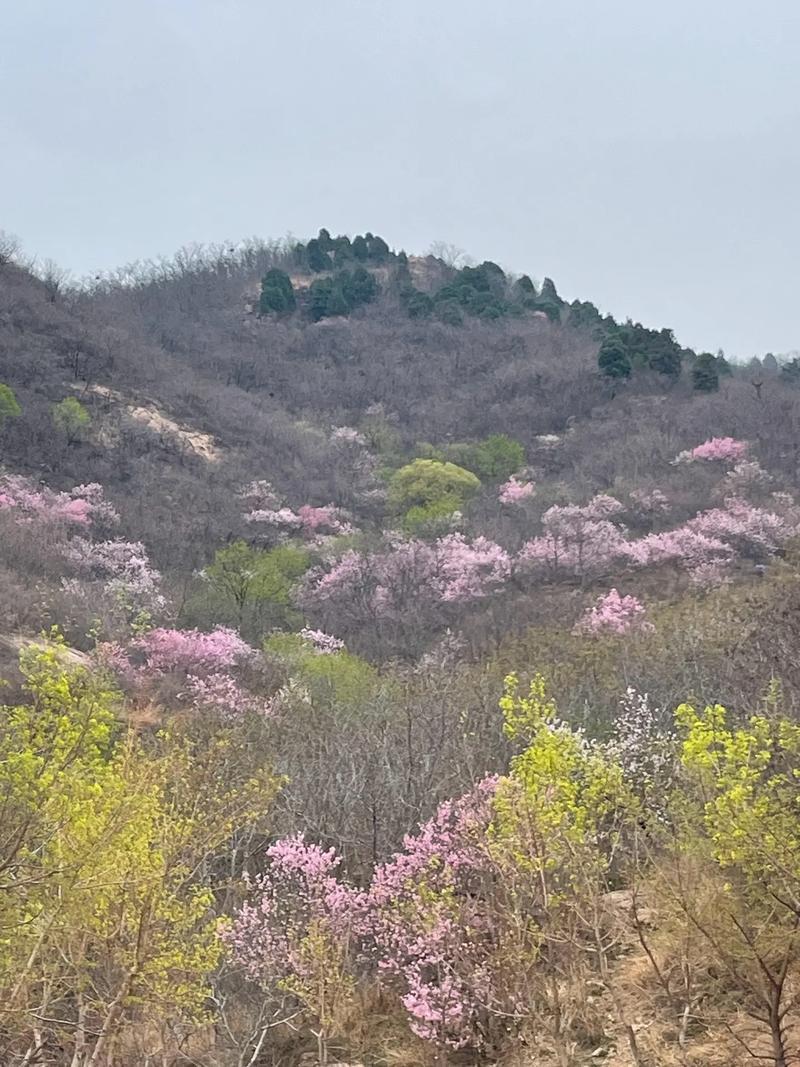 春暖花开了，3月底四月初是河北保定易县，涞水包括北京这一带赏桃花最好的时间，尤其