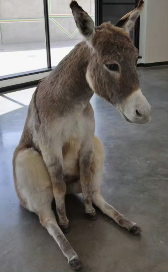 我刚刚扭伤了腰…现在躺在床上动不了了…起因是搬了一箱很轻很轻的牛奶放在地上…我干