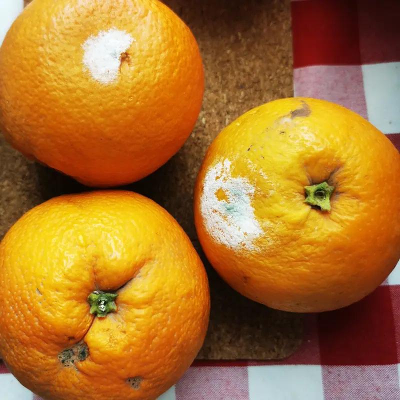 12月23日，江苏扬州，鲜榨果汁的橙子是发霉的?! O2店长将发霉橙子削皮切块售