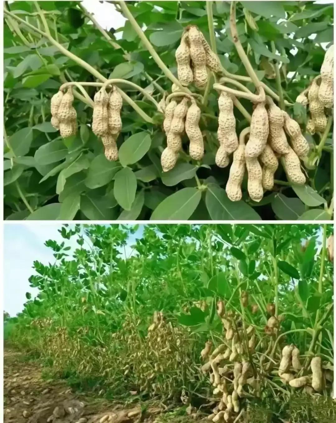 花生还有长在树上的？这不就是花生吗？连叶子都是花生。
#花生的样子# 
#花生长
