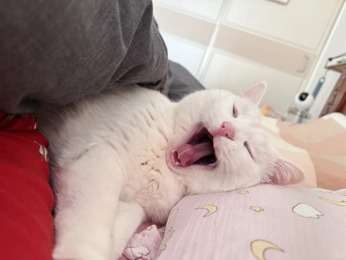 周一，为什么我不能是一只猫