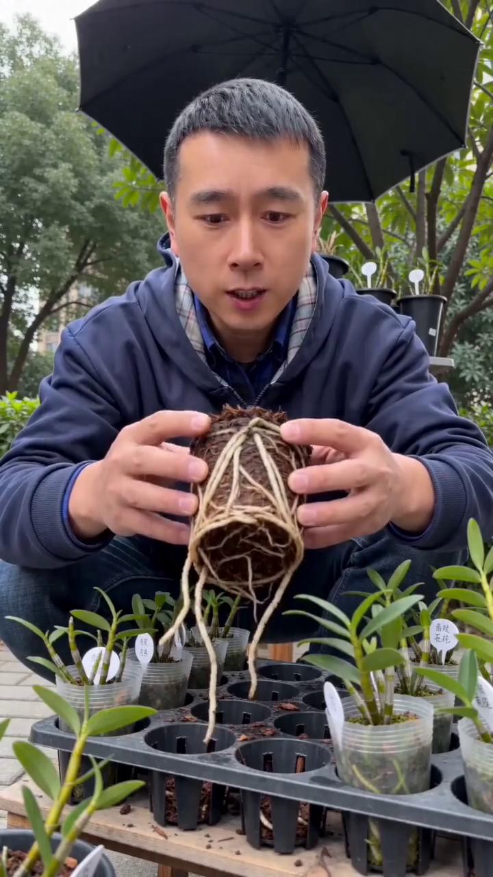 记住，这宝贝既土的很，得用发酵松树皮才行。底部一定要垫陶粒，积水可是要命的。就像