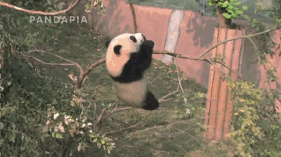 比扫腿舞更权威的熊猫摇来了 搭配上头神曲《Panda Flow》，圆滚滚的身躯扭