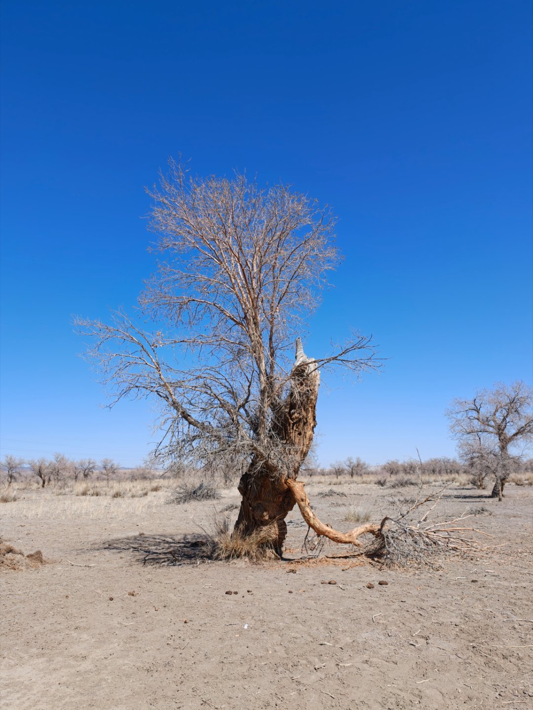 这是克拉玛依乌尔禾的原始胡杨林，这里的胡杨已经生长了超过千年～他们说最好看的观赏