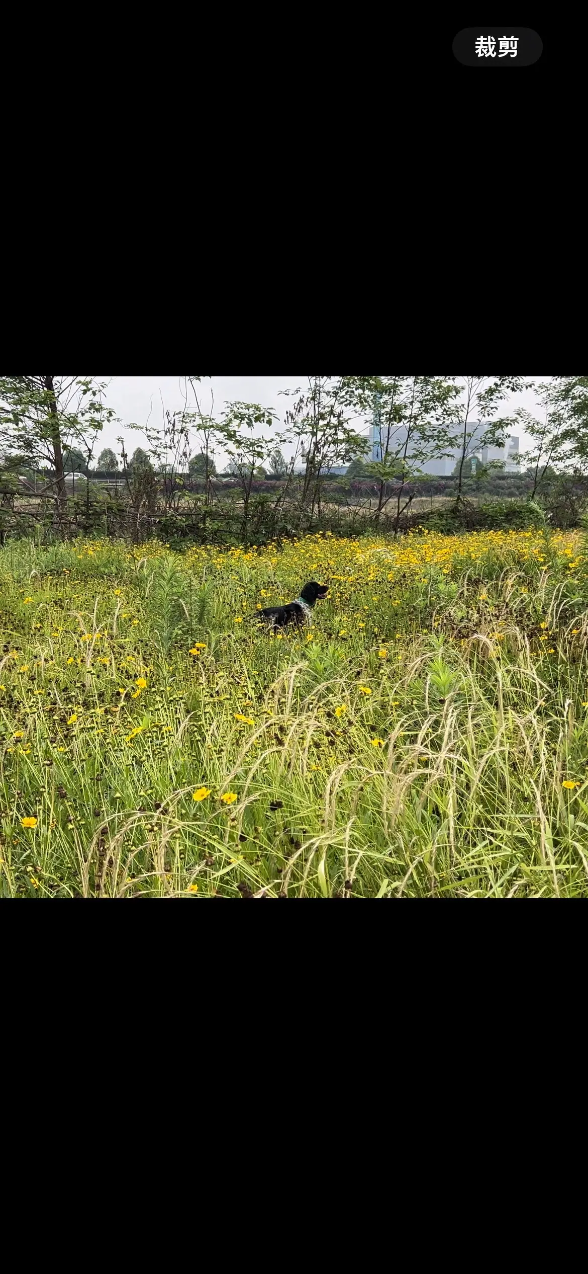 Ruby布列塔尼犬