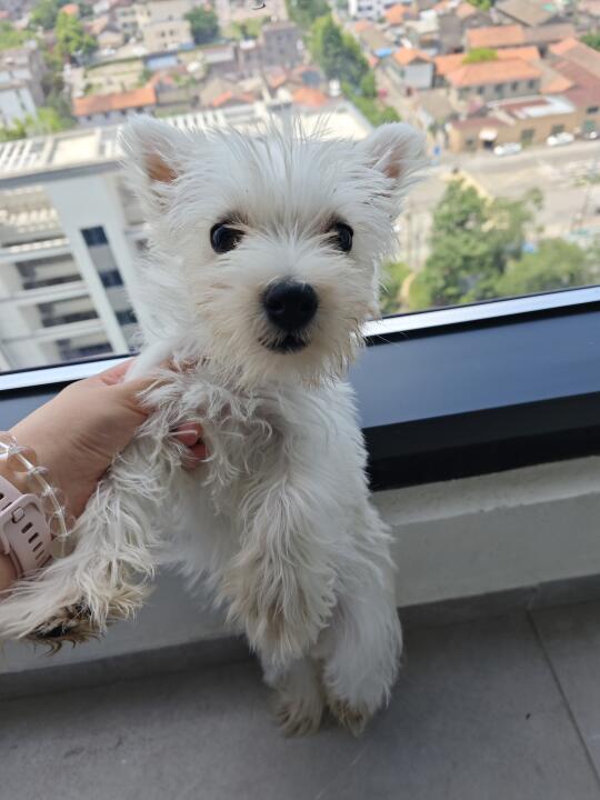 这个西高地是软毛还是刚毛呀