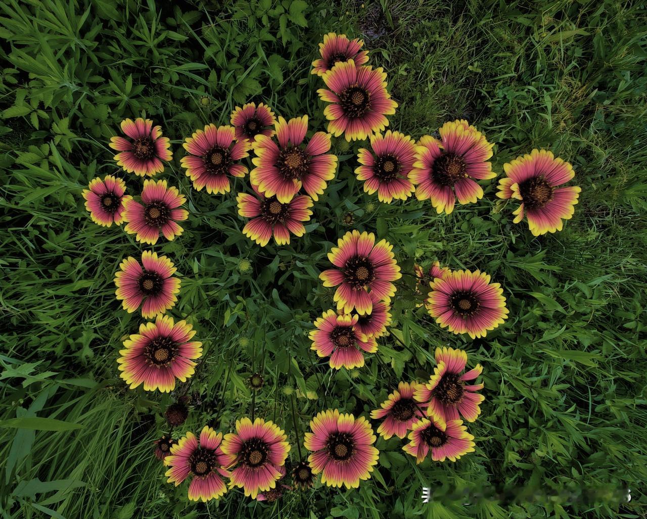 春日生活打卡季把平凡的草地，开成自己的热烈。