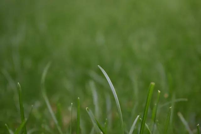 细雨润红花。