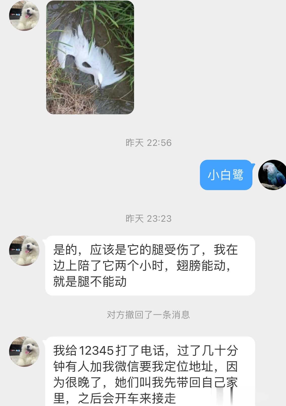 #鸟粉投稿# 路边发现的小白鹭（好美啊它受伤了🤕在小水坑里趴着 后面被带走了 
