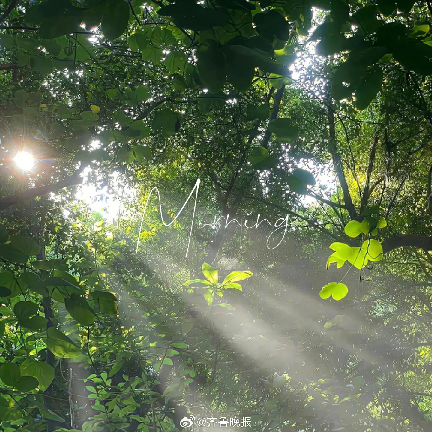 春风拂面万物温柔#早安#