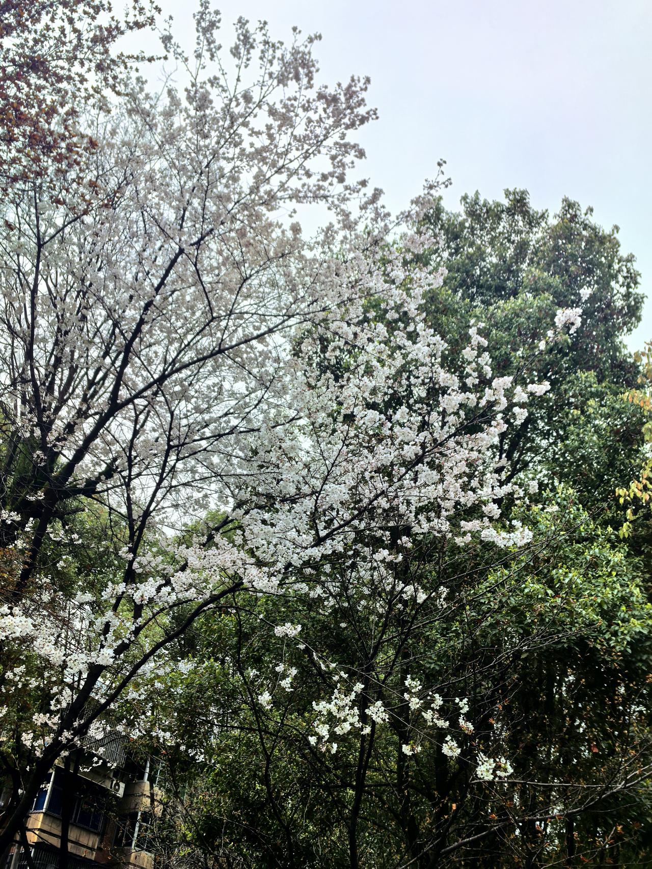 不必刻意追赶花期，把日常过成春日限定的仪式感，才是对春天最好的致敬。换上清清爽爽