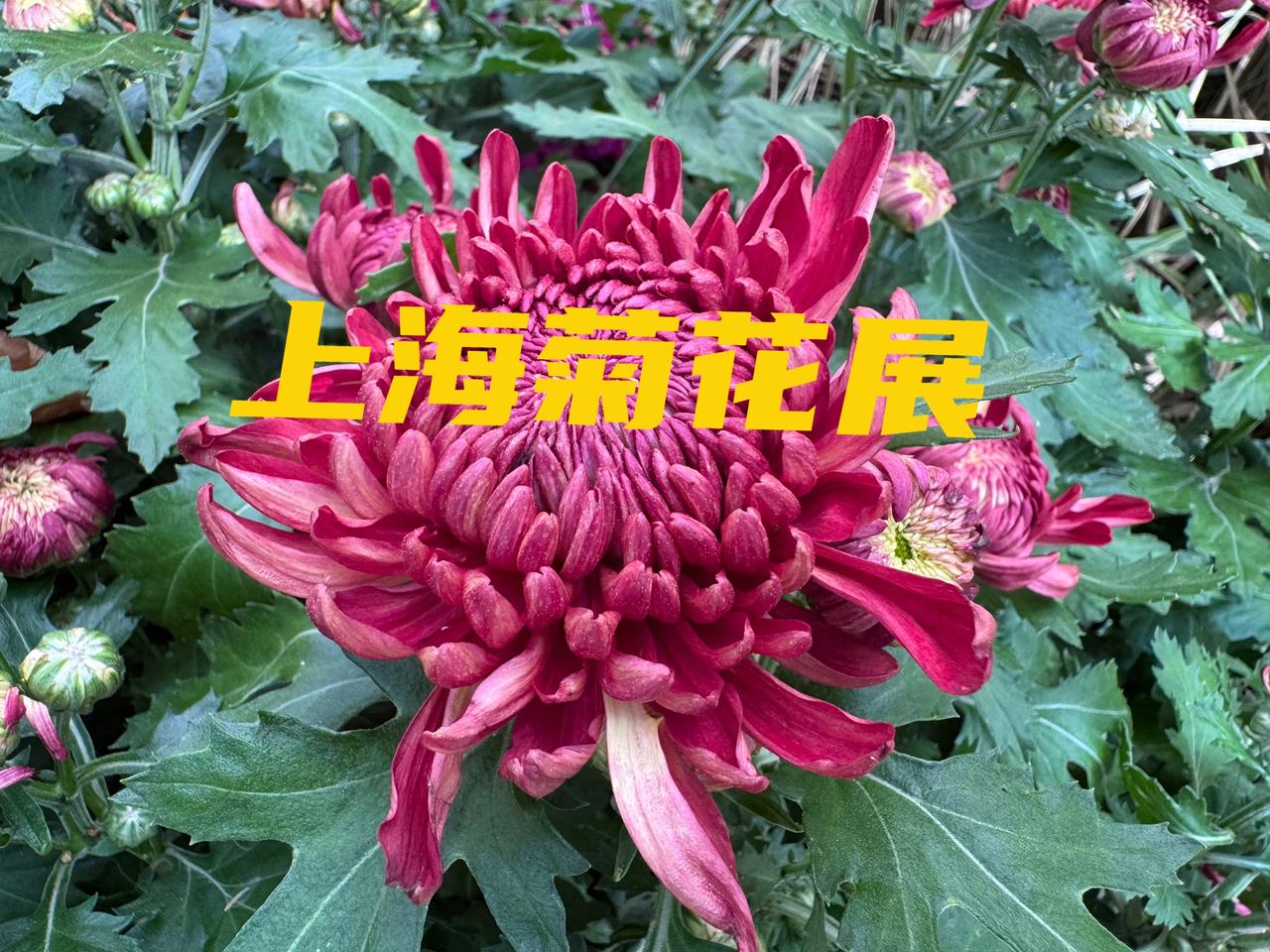 2026年上海菊花展我心中的排名：
第一名：醉白池（门票12元）
第二名：共青森