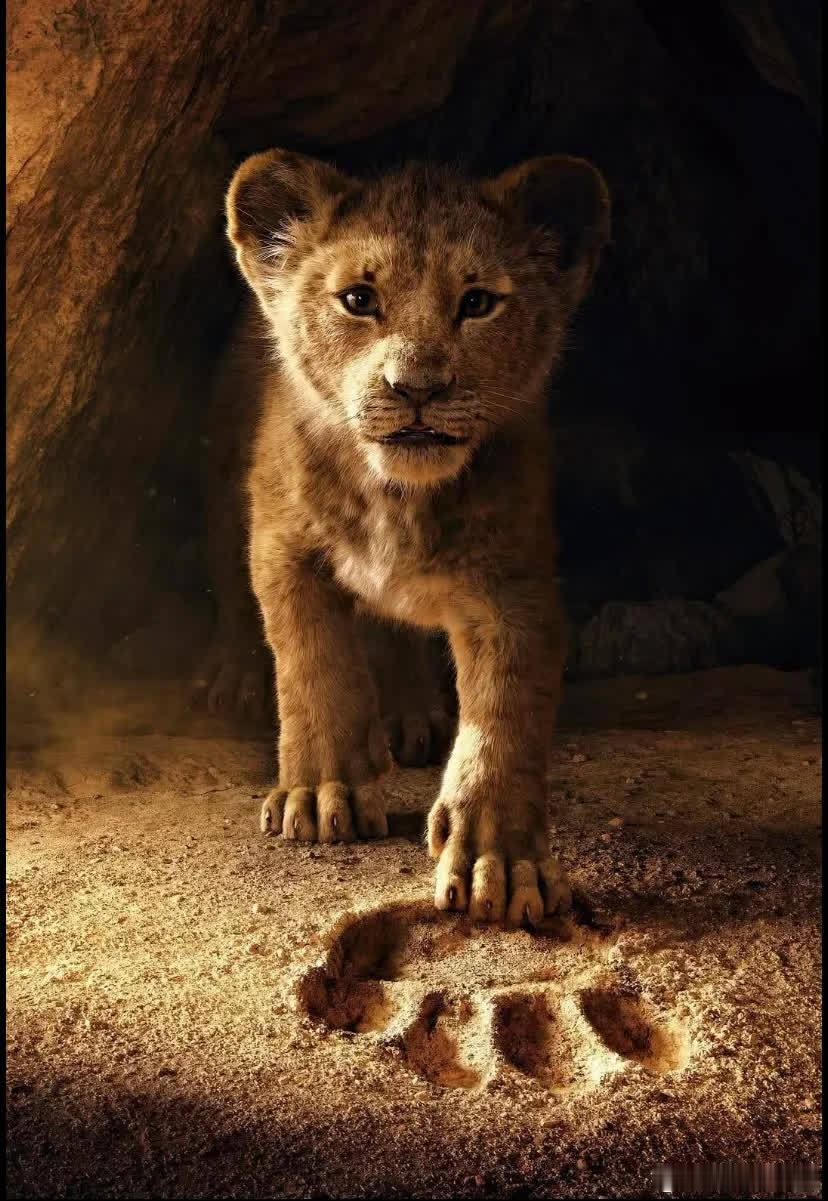 辛巴，命中注定的狮子王🦁️《狮子王》这部电影一直深受我喜爱。从木法沙到辛巴，木