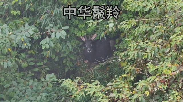 昨天用无人机巡山时发现的国家二级重点保护野生动物中华鬣羚。#2026我的动物朋友##航拍#