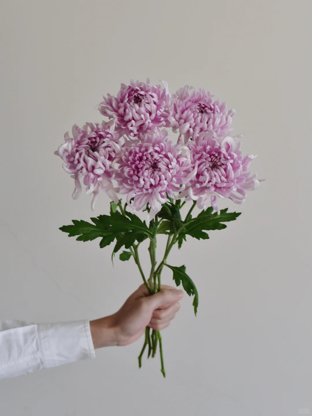 日本大菊·不知名