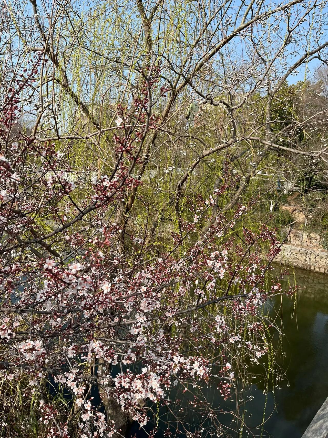走过一座桥，看见一片景，拍下一幅照，配上一段话：

花在枝头，柳在水岸，
我在桥
