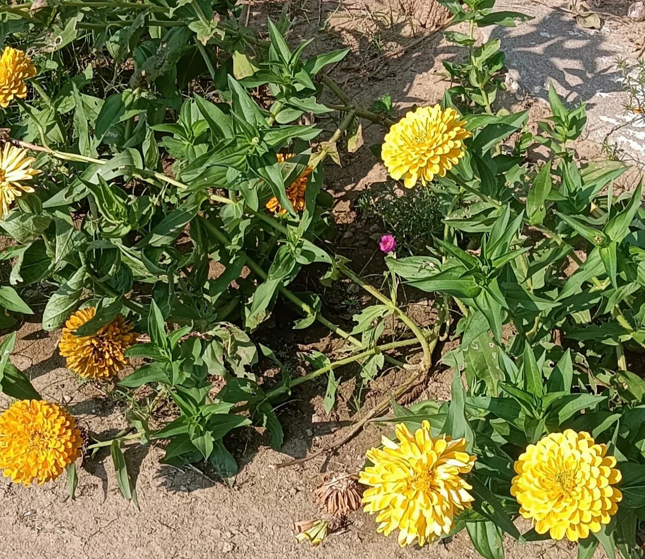#随手记录秋日生活#秋日黄花，别样风情。