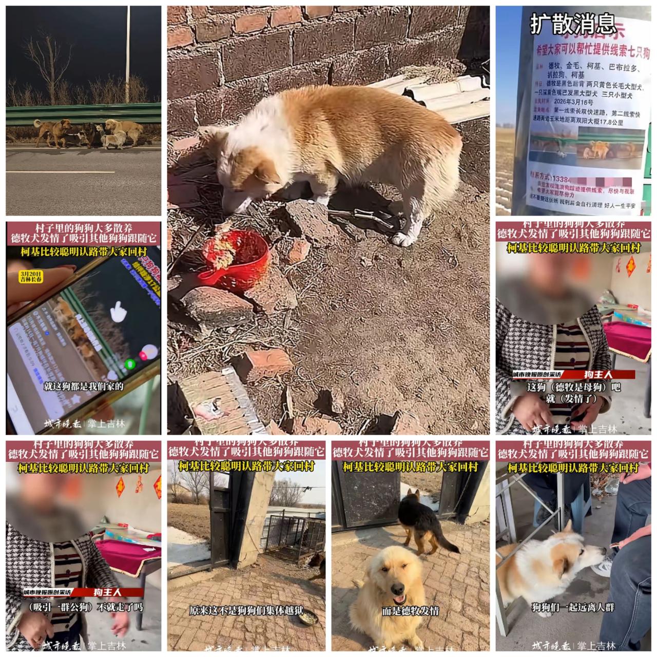 谁能想到！全网哭着感动的“狗狗大逃亡”，真相居然这么接地气，反转来得太猝不及防！