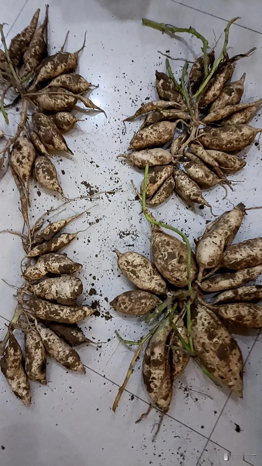 红薯收了，白皮人参薯，紫薯，西瓜红，红心蜜薯，板栗薯……各有各的味儿，总的来说就