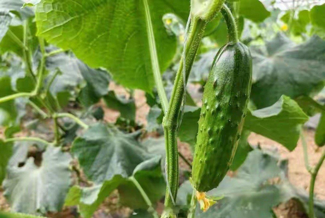 黄瓜发苦吃了真的会中毒吗苦黄瓜别吃！发苦是葫芦素超标，一种天然毒素（与农药残留无