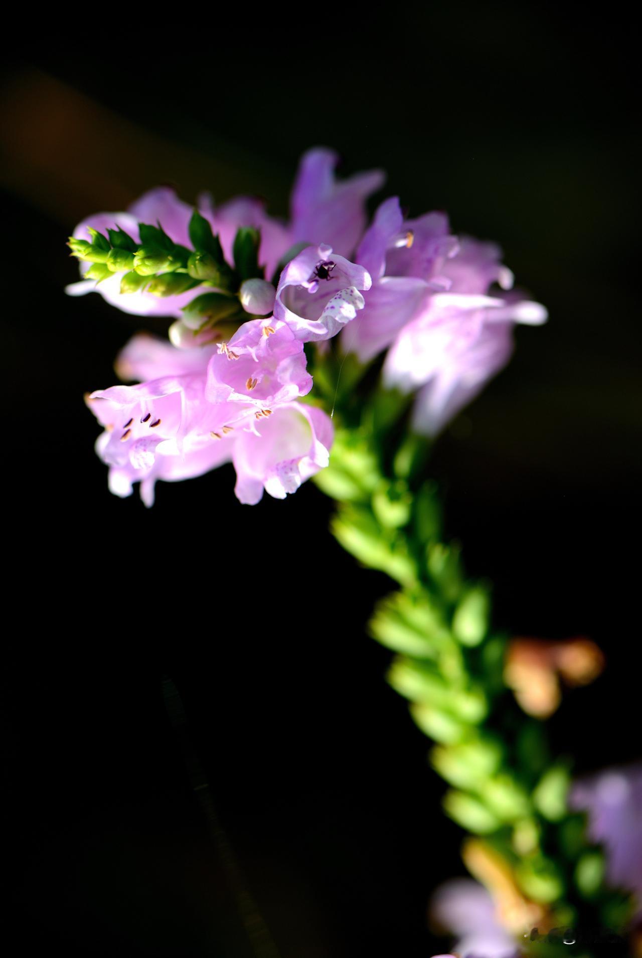 南湖公园四季掠影（八）
夏季景色：