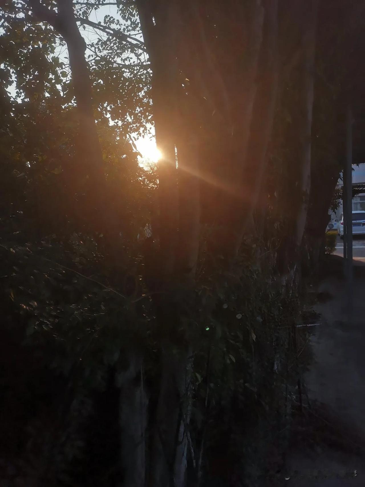 光过树梢