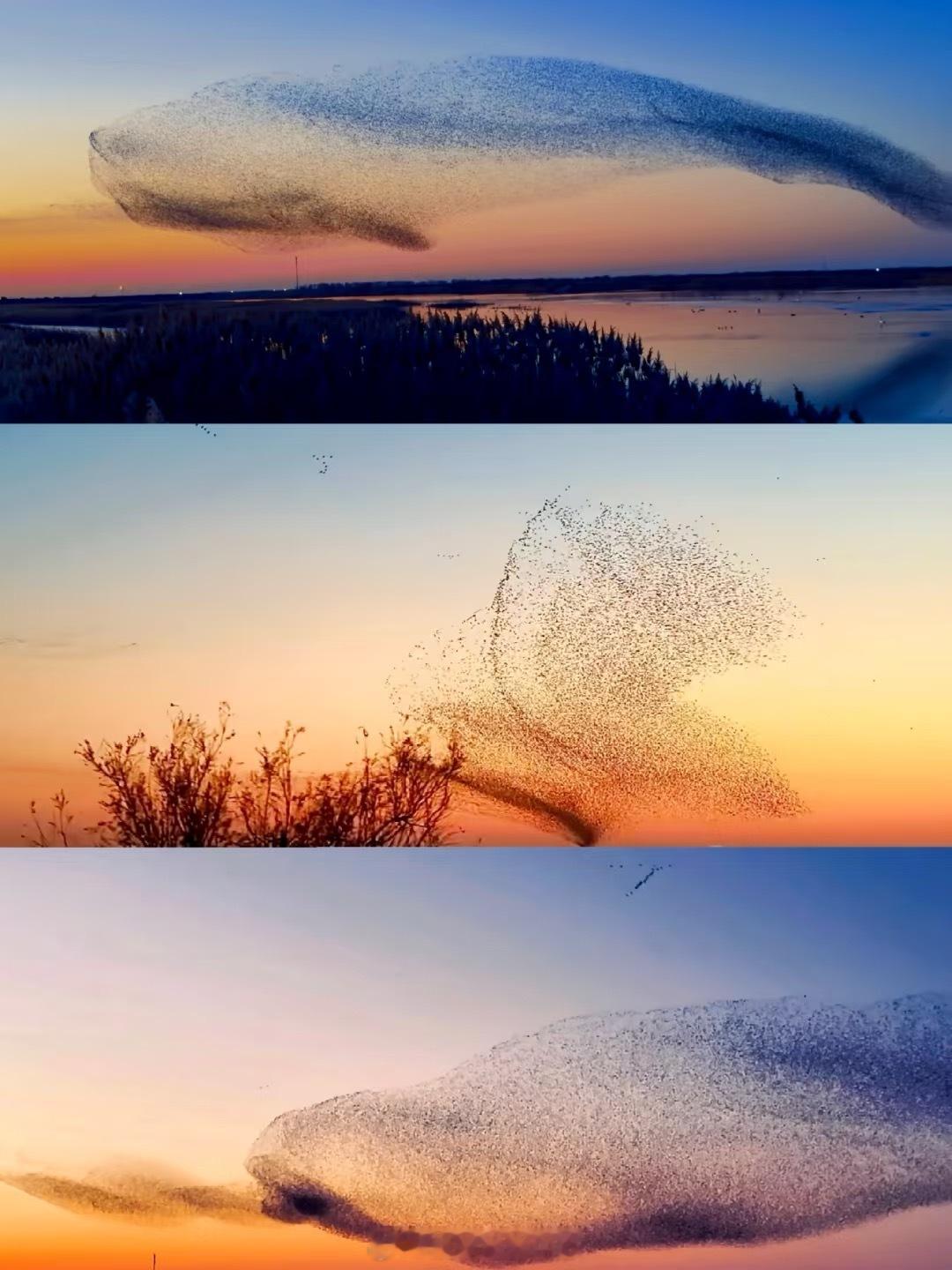 北冥有鱼竟然是真的 庄子原来是写实派啊？！真的美我一大跳！