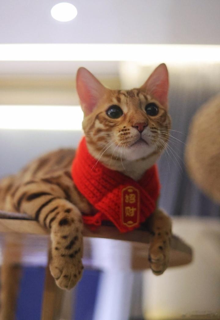 梓渝携小猫拜年别人拜年：摆拍、精修、营业脸。梓渝拜年：脸上沾着面粉、手边躺着猫、