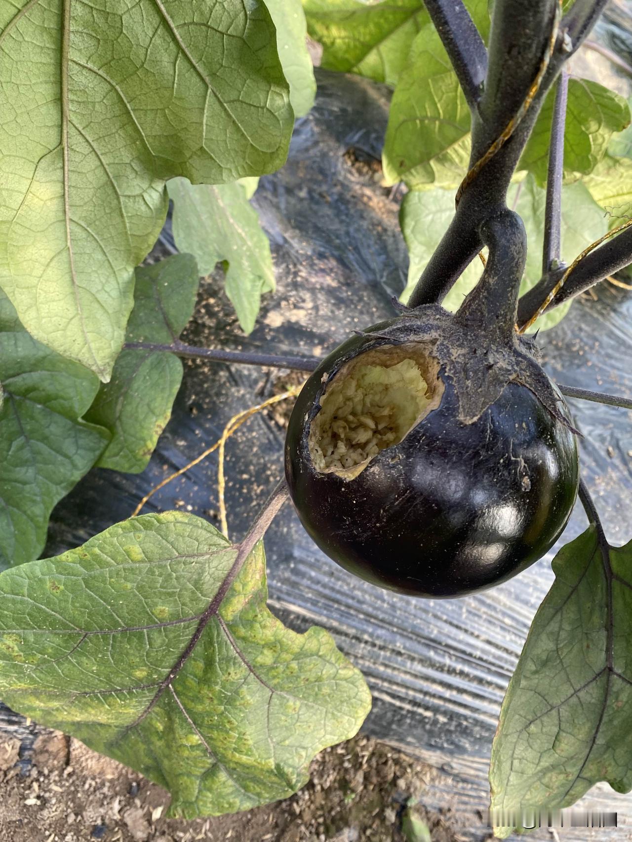 我就想知道，
这个茄子被什么给啃了，
难道是田鼠吗？

最近去棚里，发现好多茄子