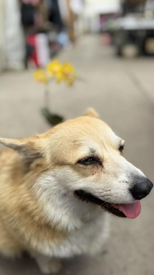 快乐毛孩