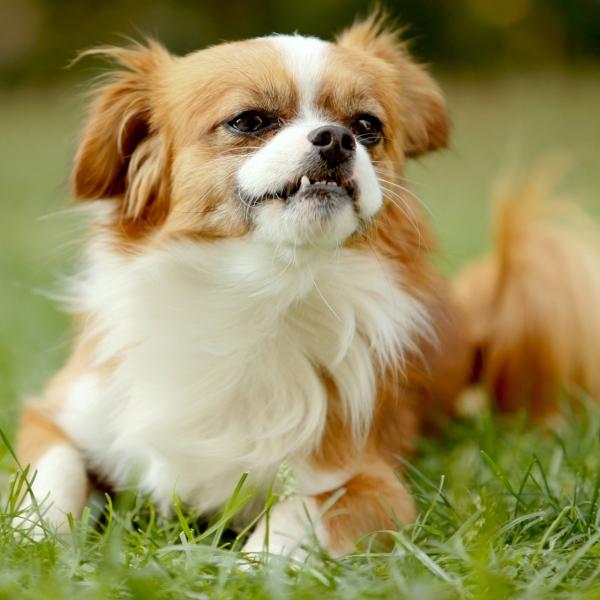 毒饵与泪痕：小区投毒案，法律讲理，人心讲情

    小区草坪上那滩水早干了