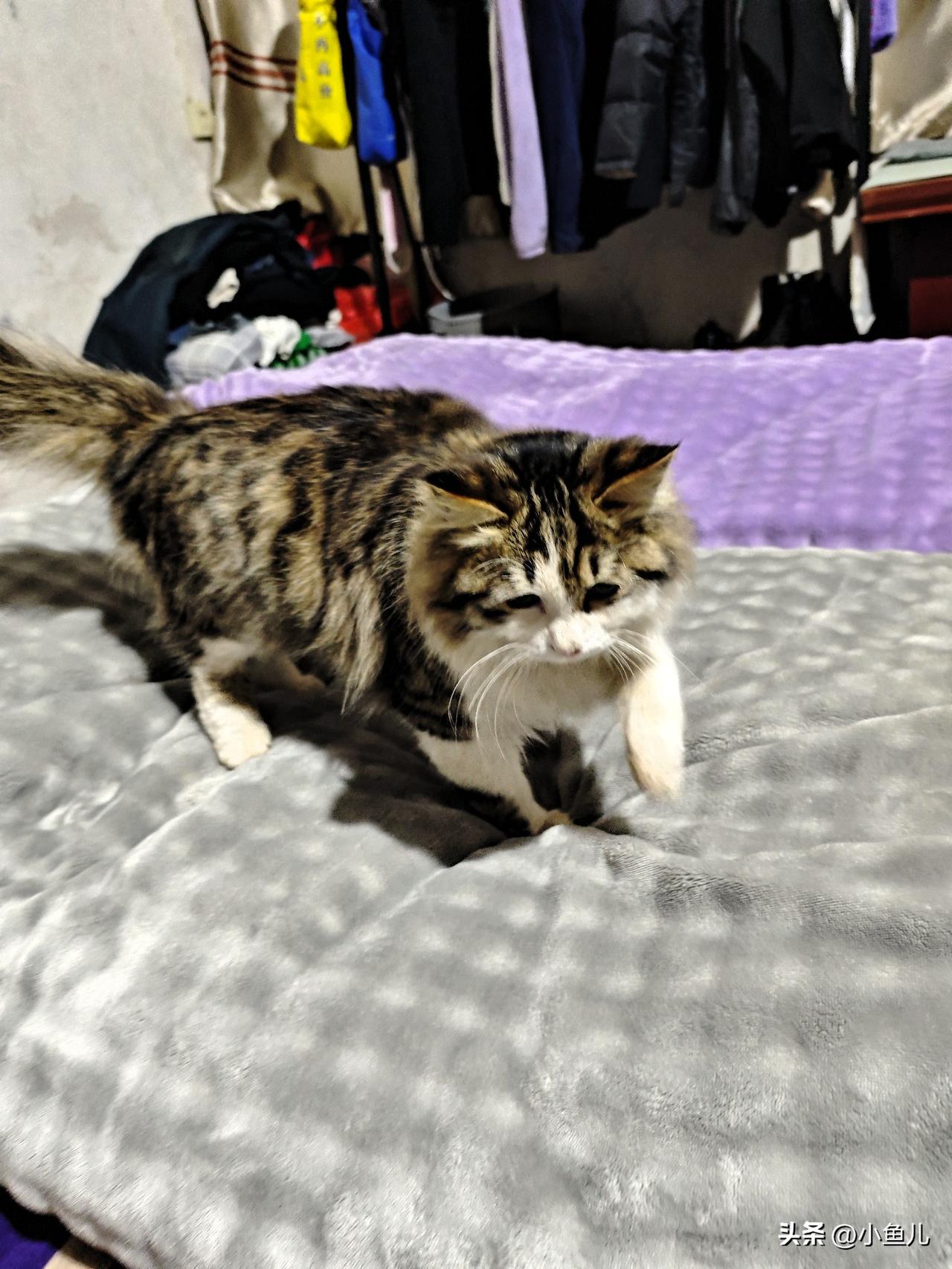 我家小猫咪简直是家里的活宝，又调皮又可爱！

天天上蹿下跳，追着影子、逗猫棒疯跑