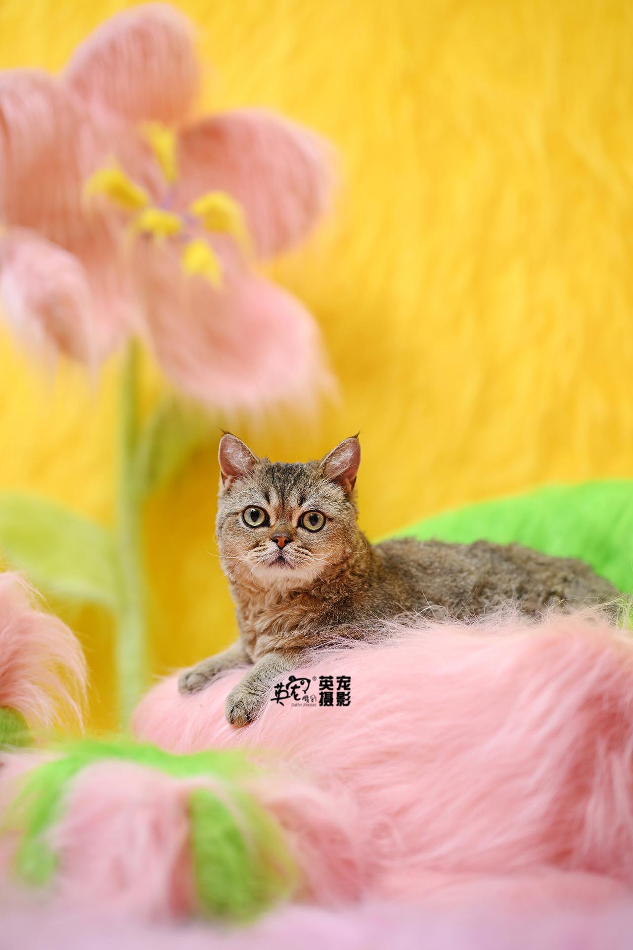 我有一朵很大的花
你喜欢吗？
夏季499拍摄