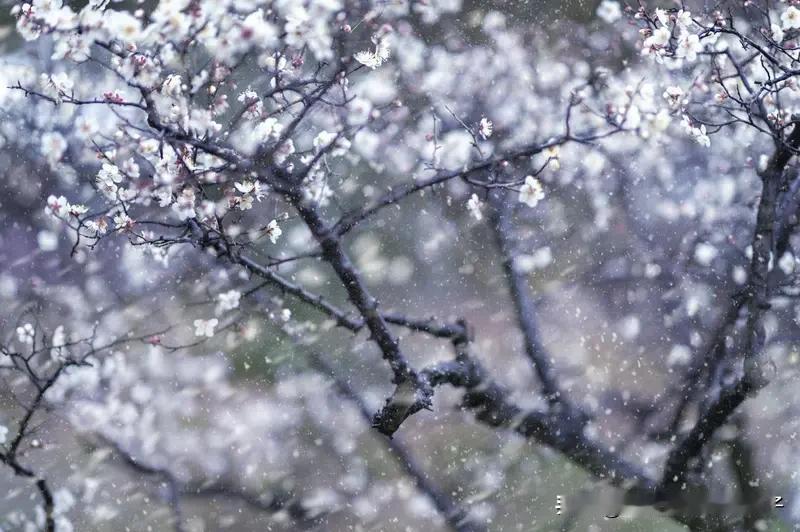 “雪染梅花梅染雪”这上联太妙了，短短七字勾勒出雪与梅相互交融的绝美画面，雪花飘落