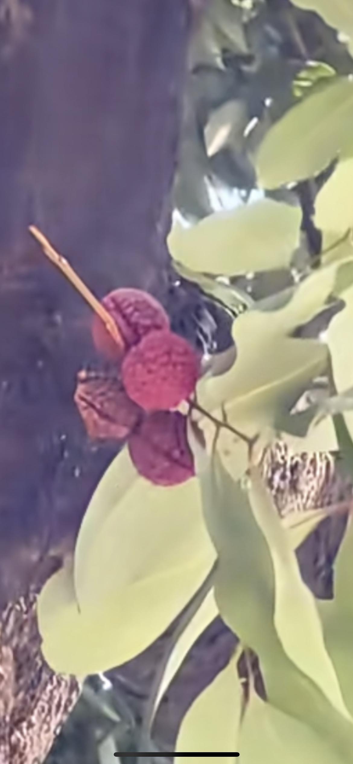 广东一棵荔枝树在12月结果，工作人员：实属罕见。网友：广东的冬天，荔枝都以为是夏