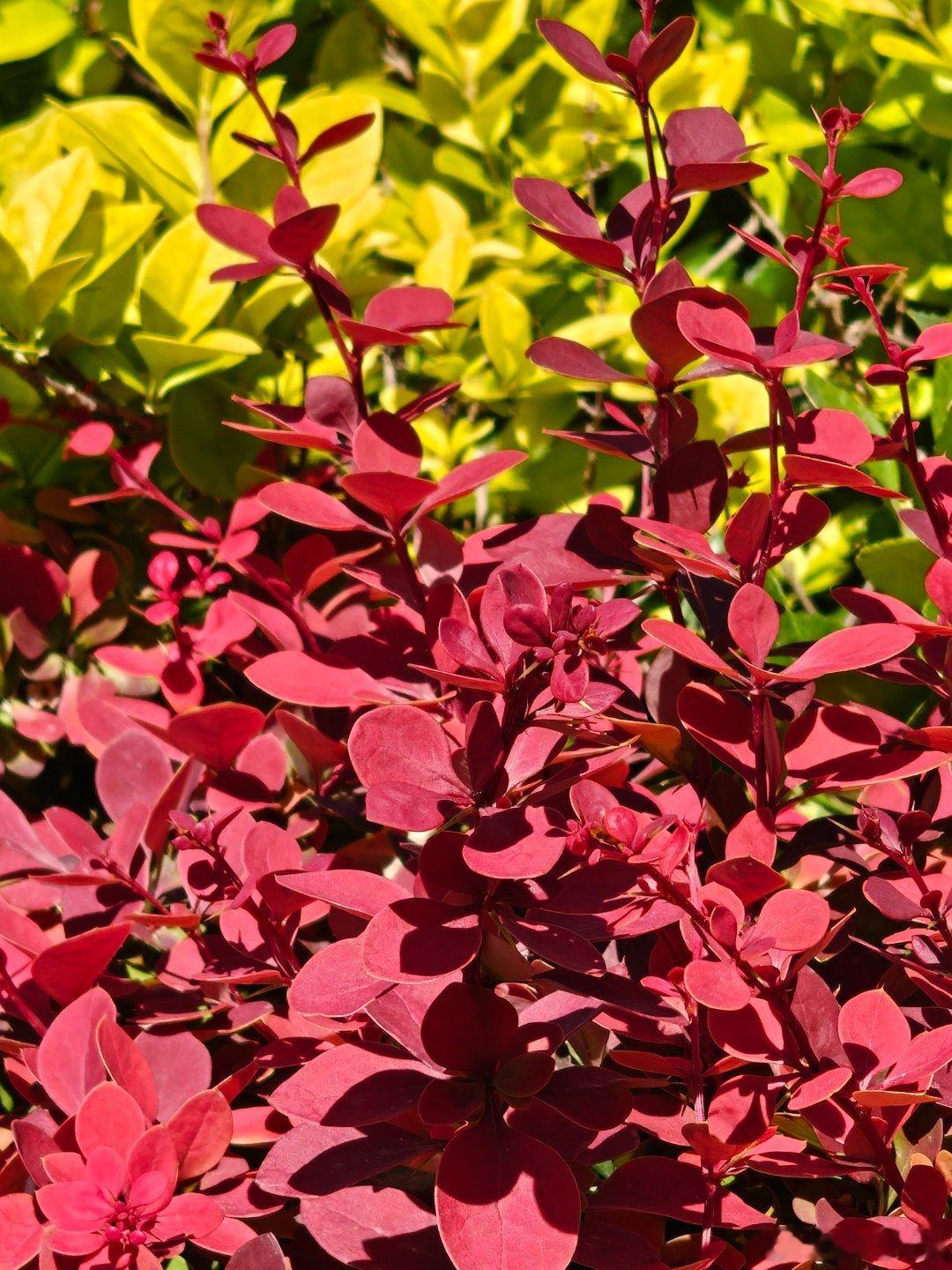 增距镜是出游神器还是累赘我的手机镜头开了外挂 假期外出旅游人一定很多，人挤人会很