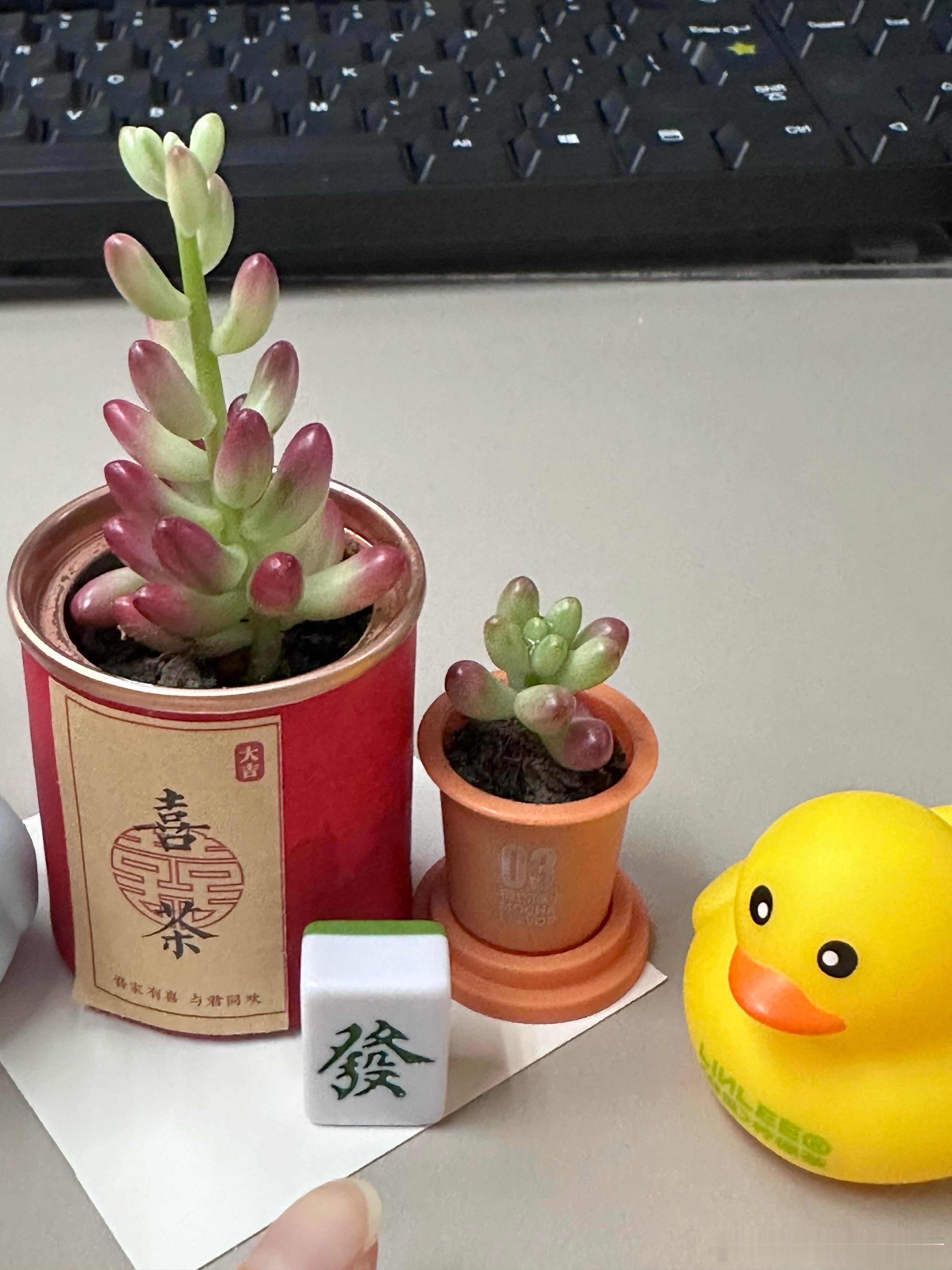 工位新宠太可爱了有没有 