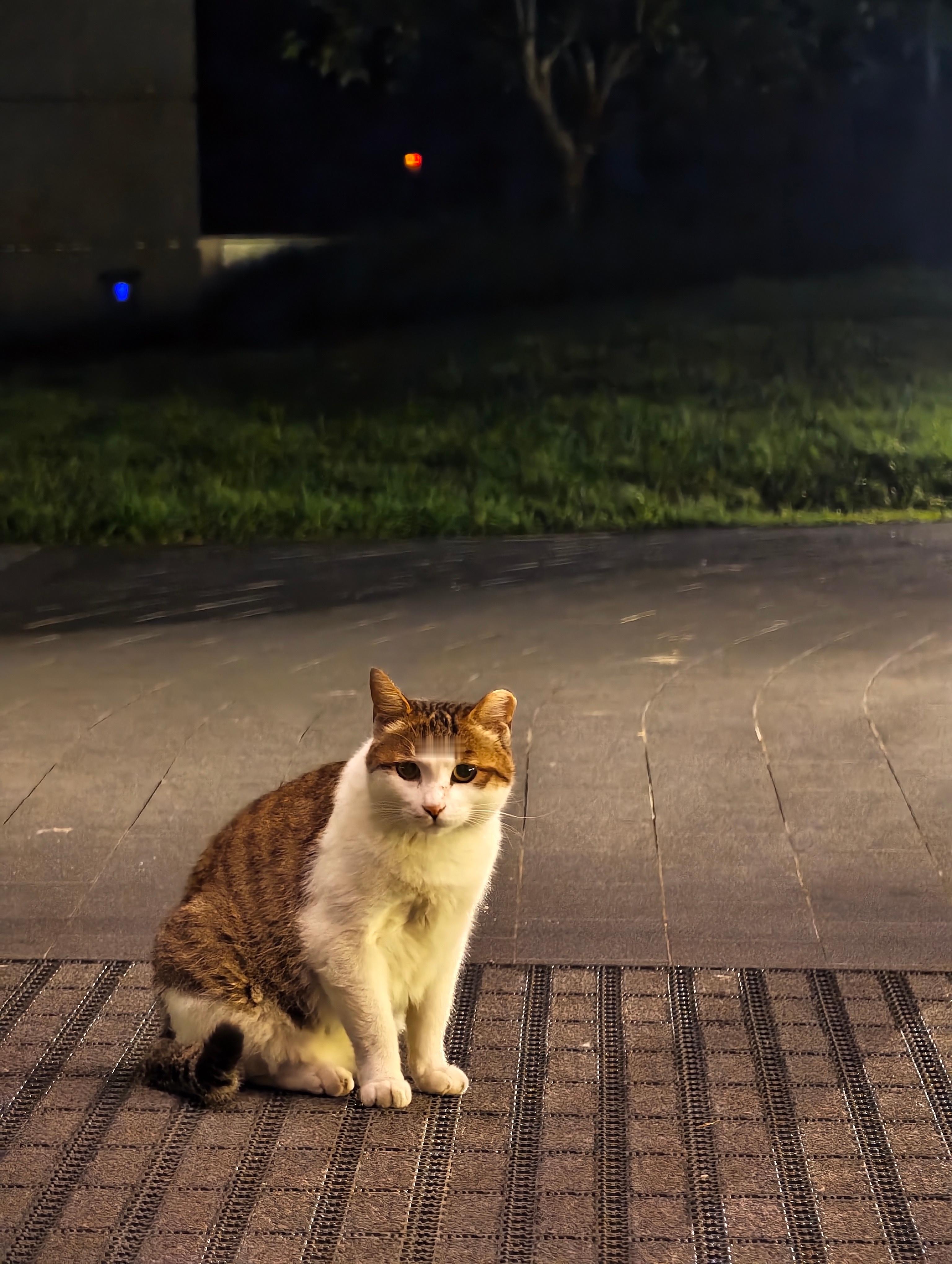 凌晨四点的酒店门口，搬砖工准备外拍，遇见了真正的古德猫宁[喵喵]  ​​​