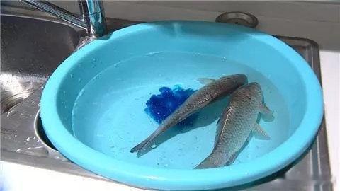 【 活鱼里有致癌物是真的吗 ？食品专家辟谣】近日，有网络视频提到有商家会在活鱼中