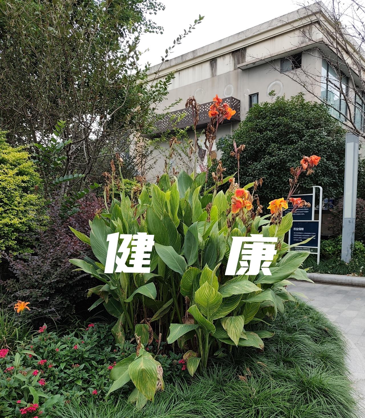 我今年80岁。中晚期卵巢癌康复进入第9年。现在不会担心癌细胞还会活跃。有一件让人