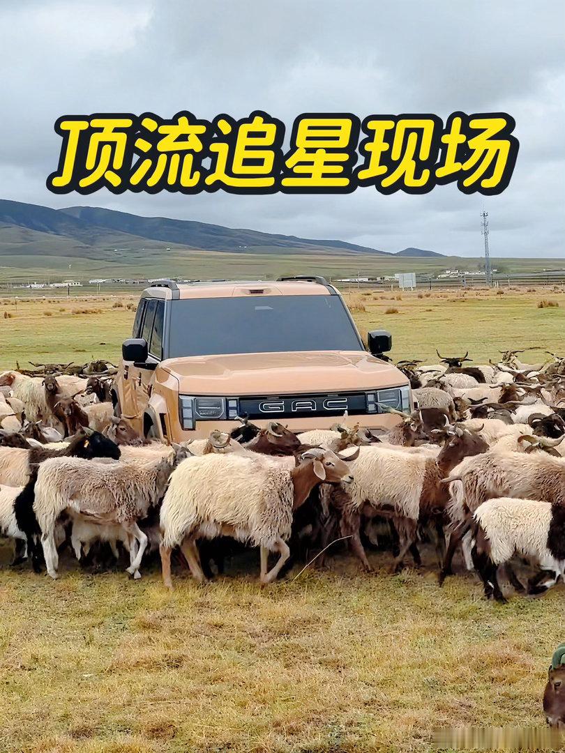 凑热闹果然是动物的天性不得不说动物的直觉很准，广汽传祺越7的硬朗外观和旷野气场，