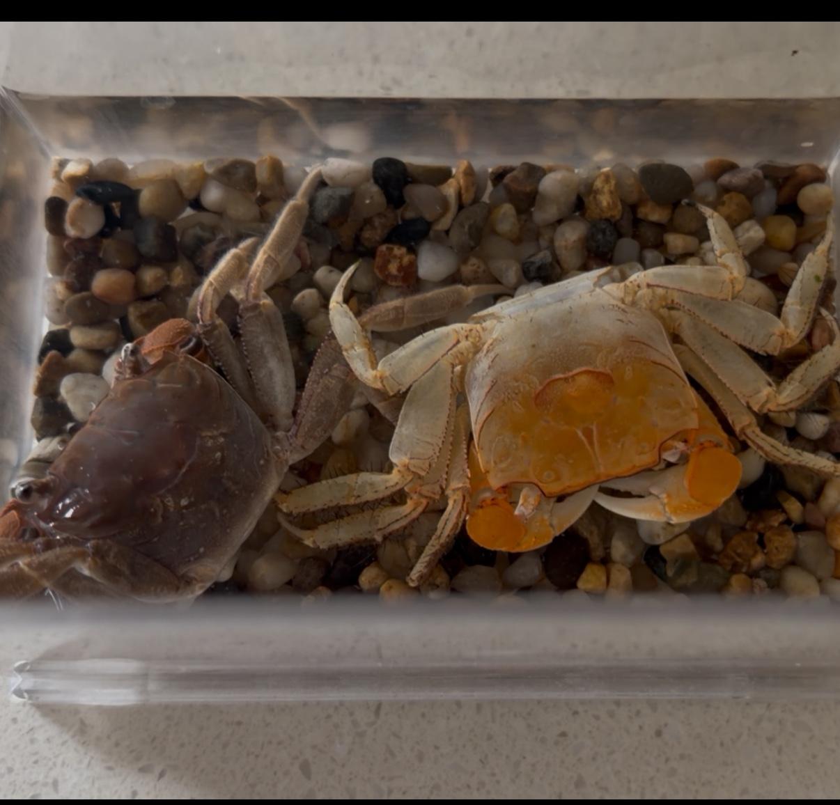 早上，和往常一样给小金鱼和小螃蟹喂食，看见螃蟹盒里又多出了一只——哟，它又蜕壳了